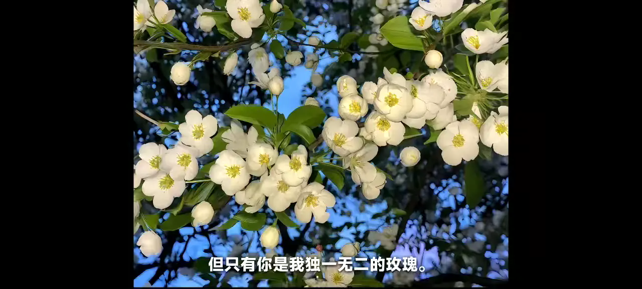 声幕横屏播放界面，画面中显示白色字幕