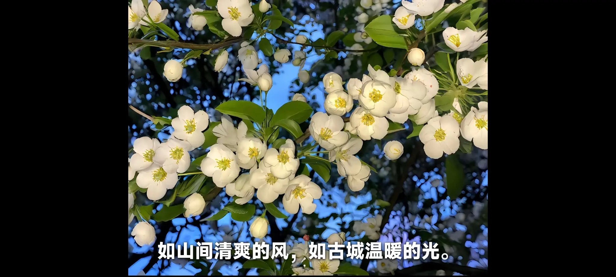 声幕横屏字幕播放界面